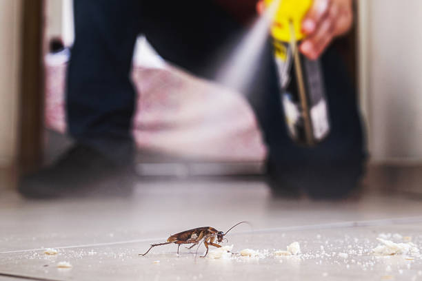 Best Insect Control  in Gonzales, TX