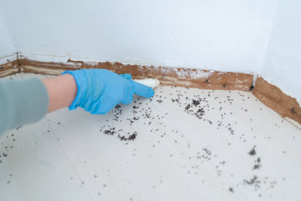 Best Affordable Pest Control Services  in Gonzales, TX